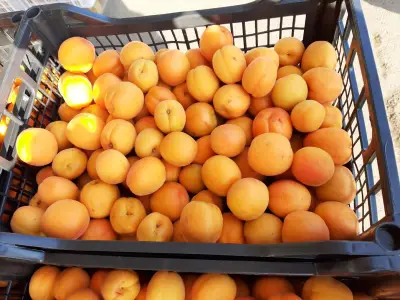 DGfruits