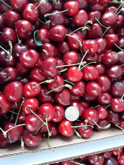 DGfruits