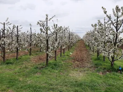DGfruits