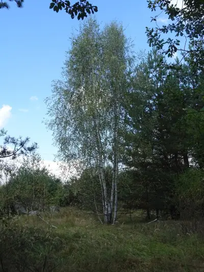 Плана Хайтс
