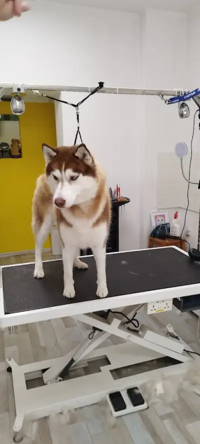 Груминг и СПА салон PET PAWS