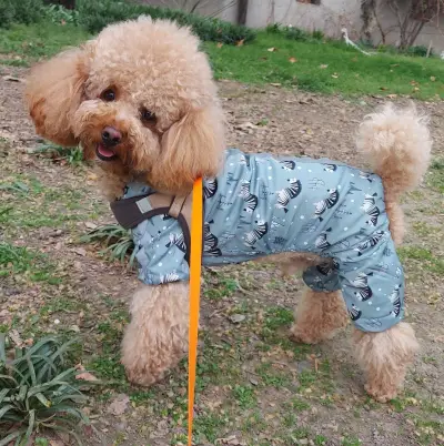 Груминг и СПА салон PET PAWS