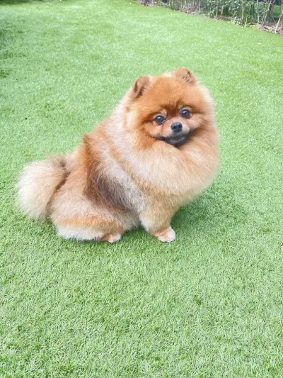 Груминг и СПА салон PET PAWS