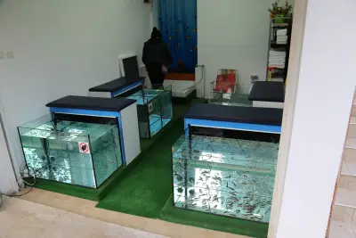 Smiling Feet Fish Spa