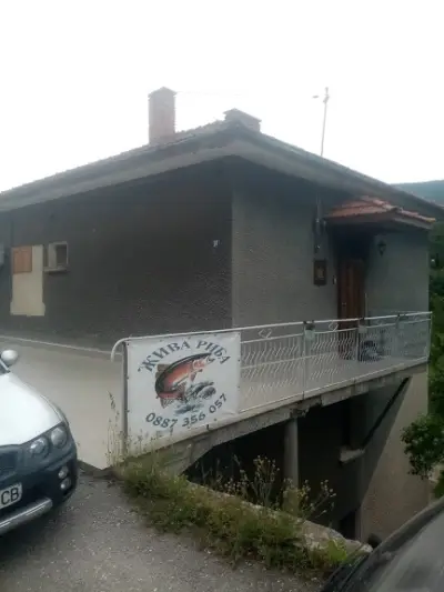 Златната пъстърва
