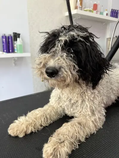 Груминг салон "White Dog" І Рязане на нокти І Почистване на уши и зъбен камък І Къпане І Сушене І Подстригване