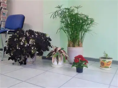 Аптека Viva Pharm