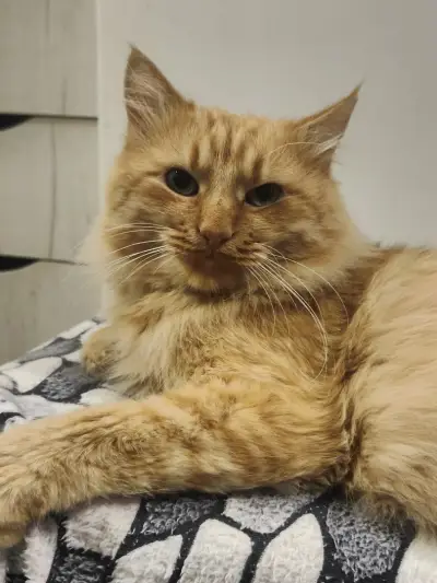 Ветеринарен кабинет Vets Meet Pets