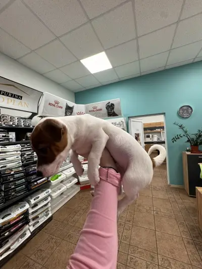 Ветеринарен кабинет Vets Meet Pets