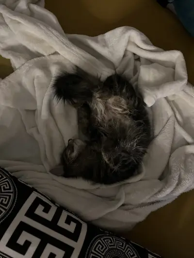 Ветеринарен кабинет Animal GP - Д-р Антон Стойнев