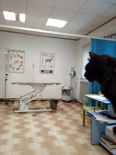 Ветеринарна клиника Viva Vet
