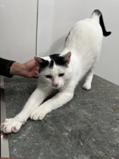 Ветеринарна клиника Pet Friends