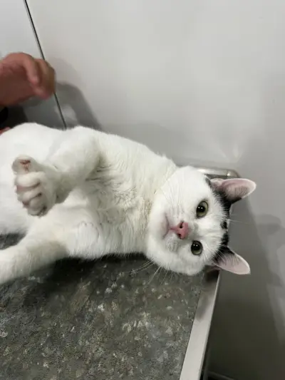 Ветеринарна клиника Pet Friends