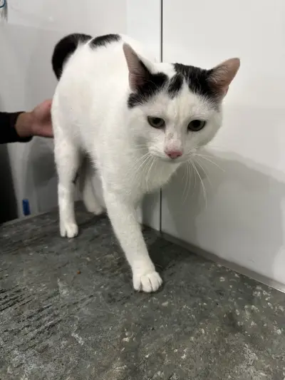 Ветеринарна клиника Pet Friends