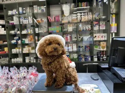 ВЕТЕРИНАРНА КЛИНИКА КОАЛА