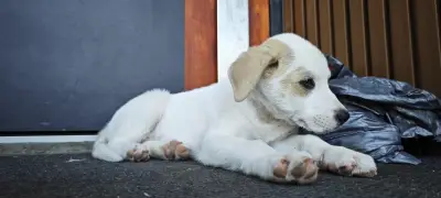 Вет Пет Клиника