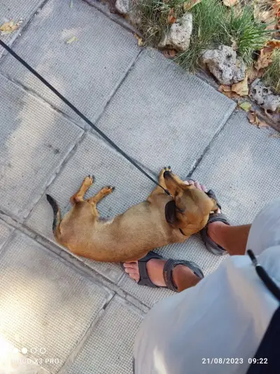 Вет Пет Клиника