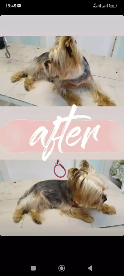 Ветеринарен кабинет Wild Pet