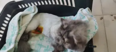 Ветеринарен кабинет Wild Pet