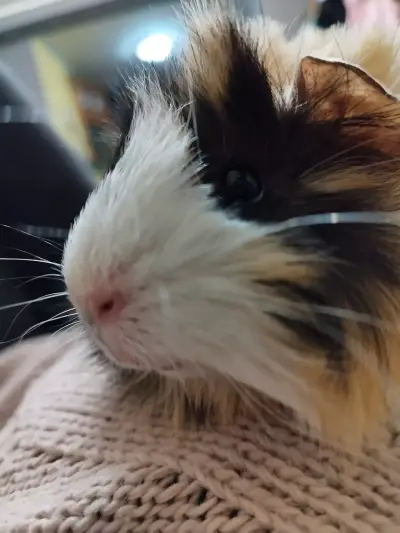 Ветеринарен кабинет Wild Pet