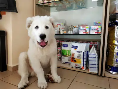 Ветеринарна Клиника Оптивет