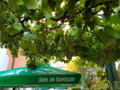 Бирария "Милкана"