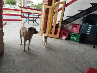 Кафене Оазис