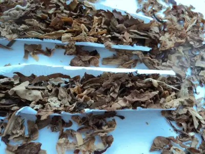 British American Tobacco Bulgaria