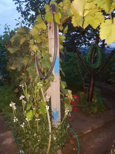 ТИС-98