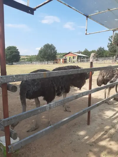 Ферма за щрауси