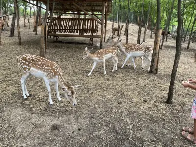 Зоокът Дъбница