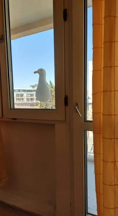 сбр несебър