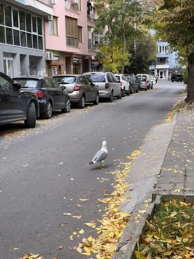 ЕКОКОЛОР