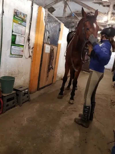 Horse riding club "Equestre"