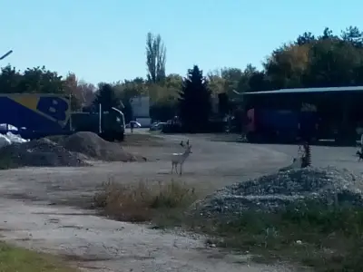 Петрол