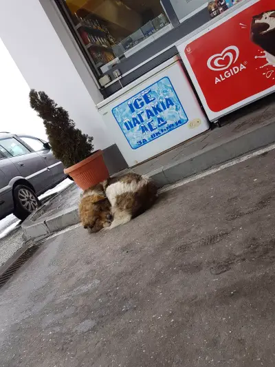 Shell
