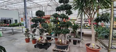 Флора ЕООД