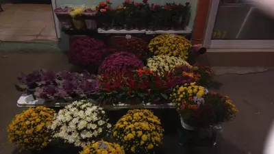 Флора