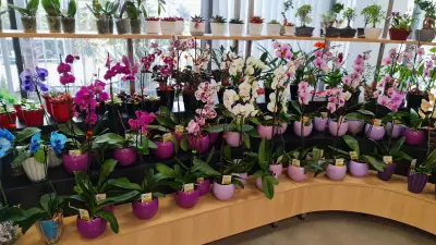 A and G Flora 2013