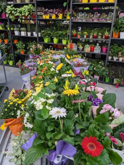 A and G Flora 2013