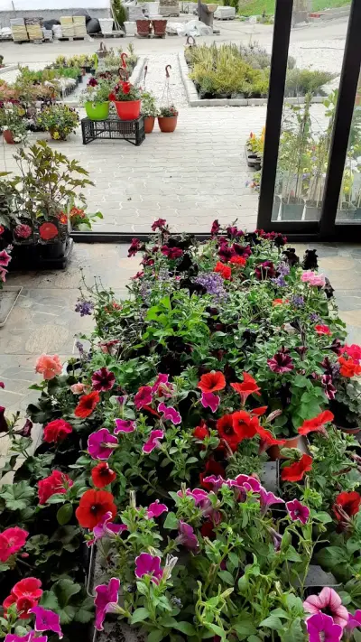 Градински център Габрово Easy Garden