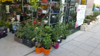Мелиса