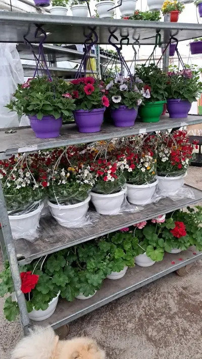 Цветя Маги