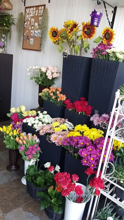 The Flowers Of Kleopatra Kai