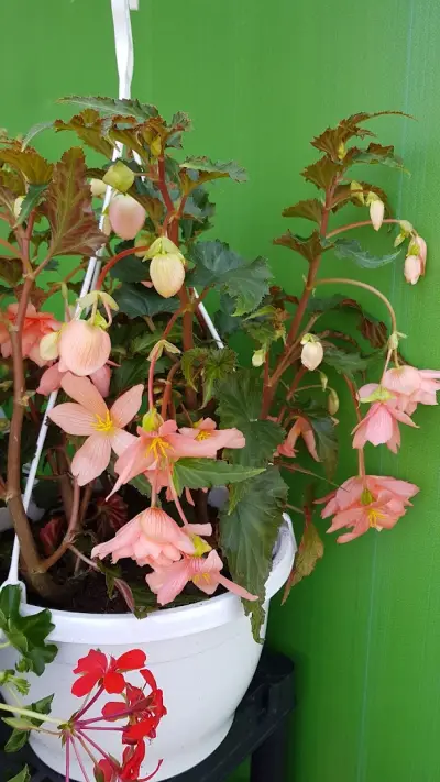 The Flowers Of Kleopatra Kai