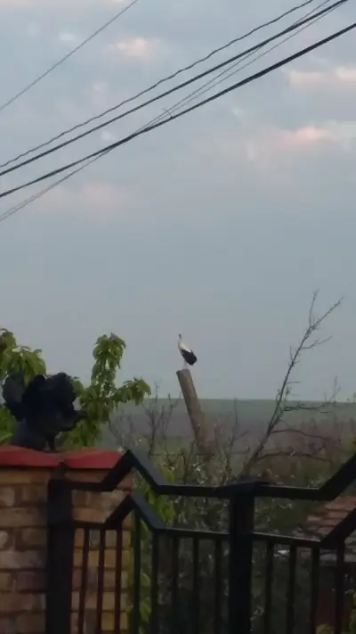 Кметство Ново Село