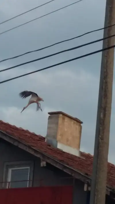Кметство Ново Село