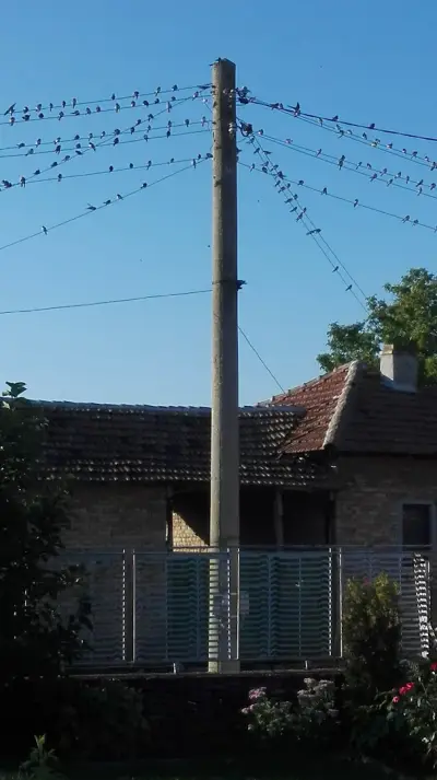 Кметство Росица