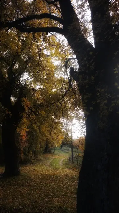 КМЕТСТВО БАЩИНО