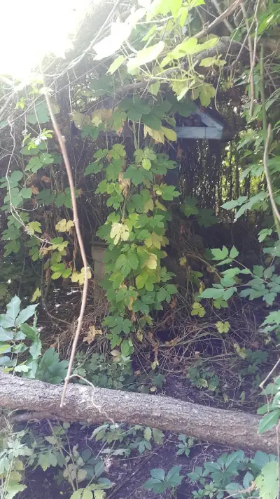Кметство Градина